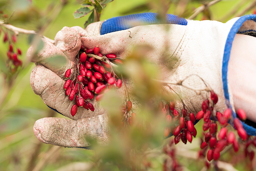 rode zuurbessen aan struik